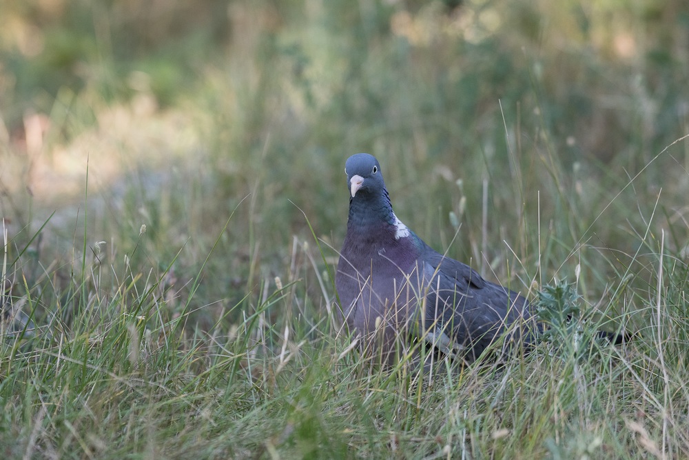 D85_0893-1in.jpg