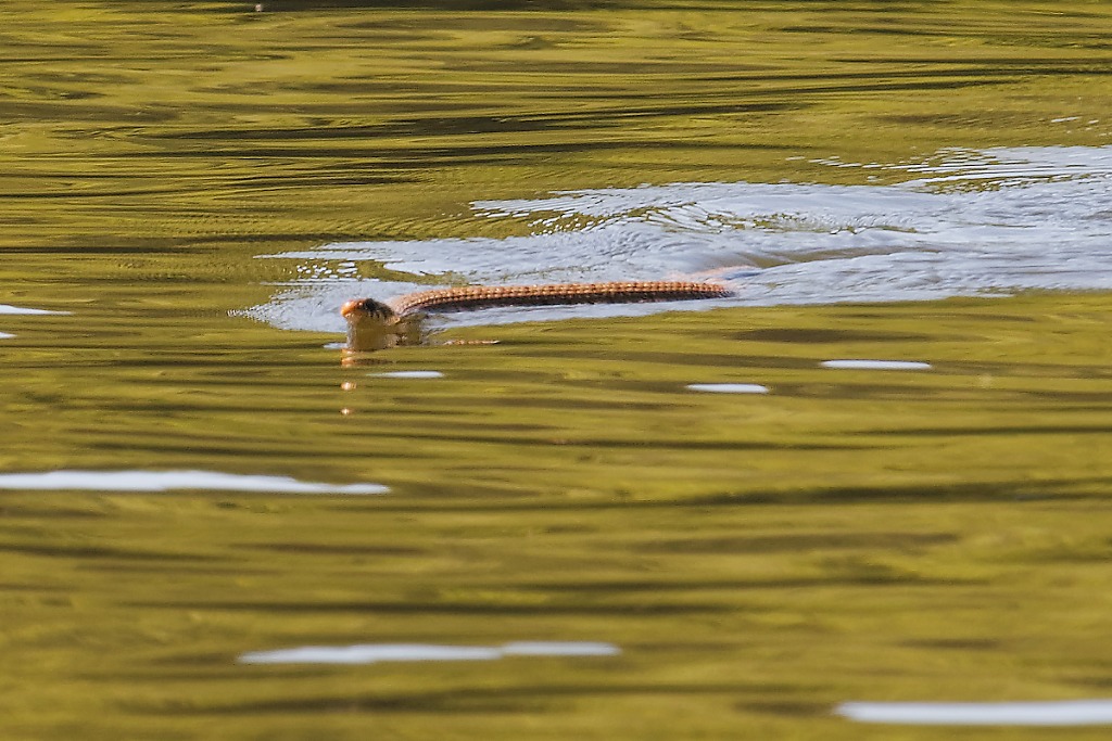 DSC_0750_DxO.jpg