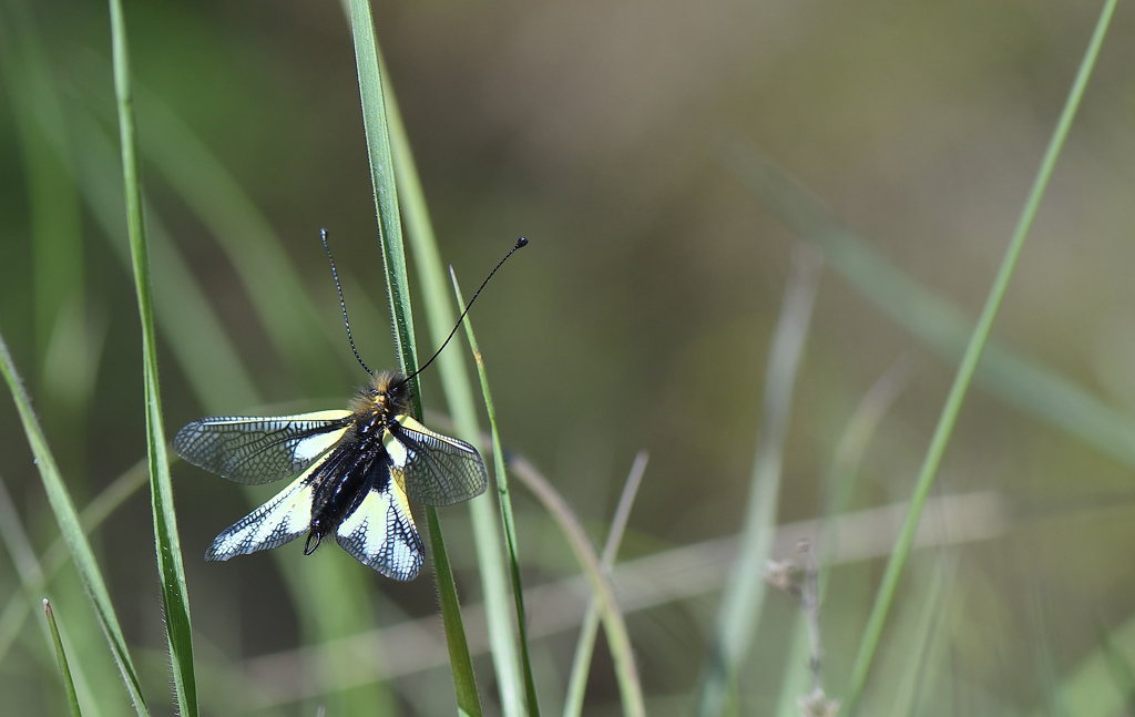 DSC_2664.jpg