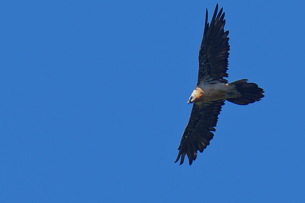 DSC_1069_DxO.jpg