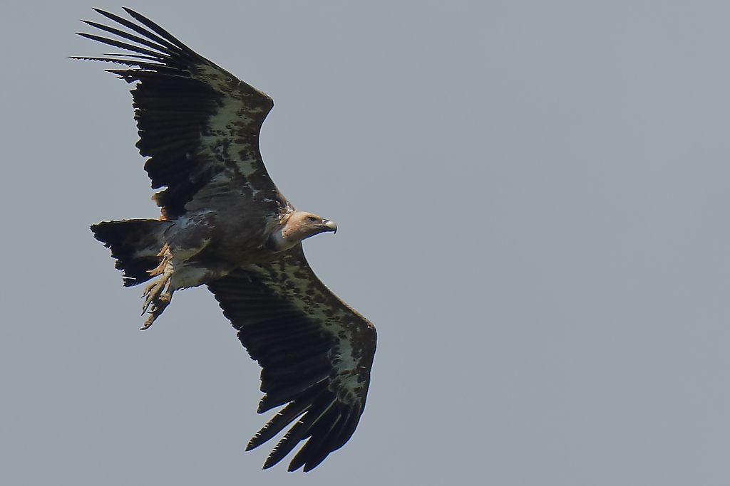 DSC_1248_DxO.jpg