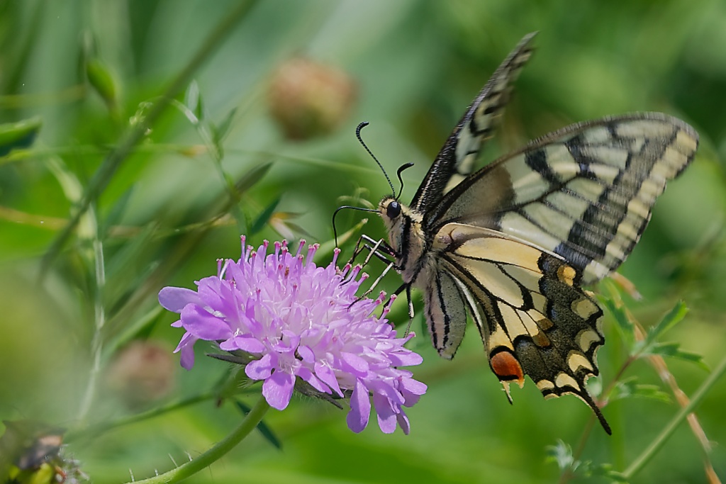 DSC_1344_DxO.jpg