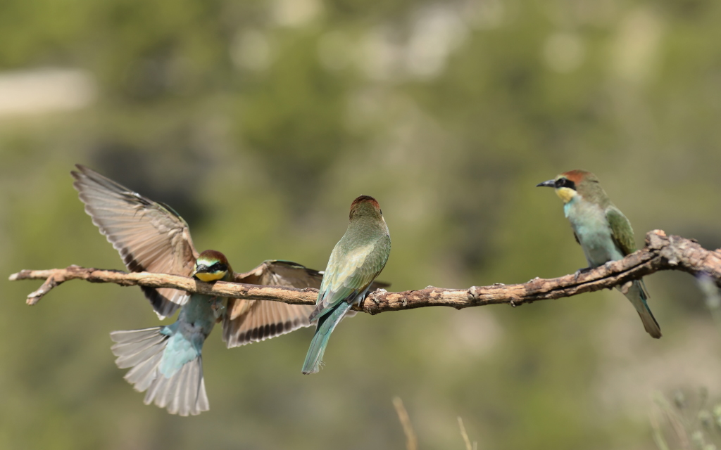DSC_4086IN.jpg