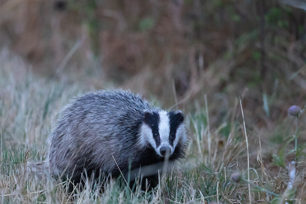 Blaireau Européen (Meles meles) Badger-5.jpg