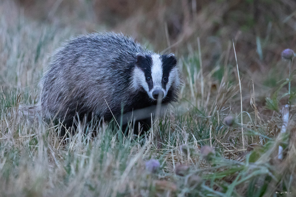 Blaireau Européen (Meles meles) Badger-5.jpg
