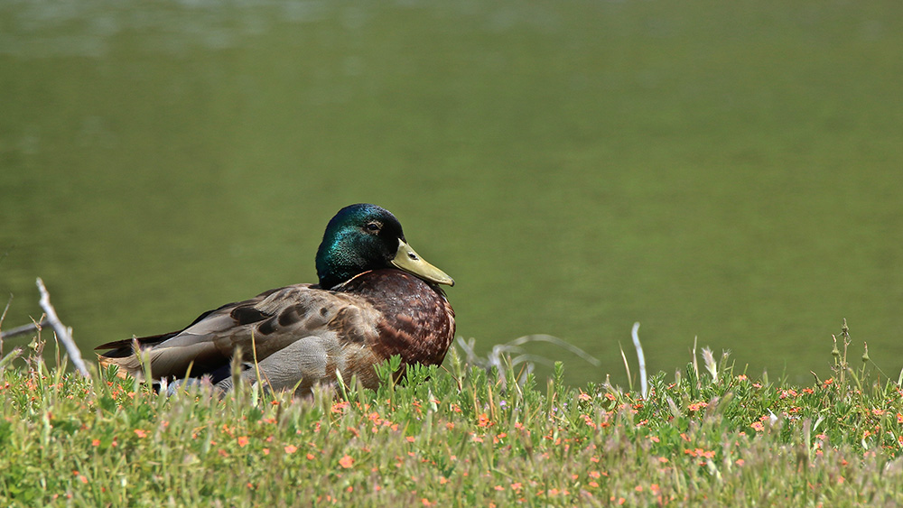 IMG_9555 copie.jpg