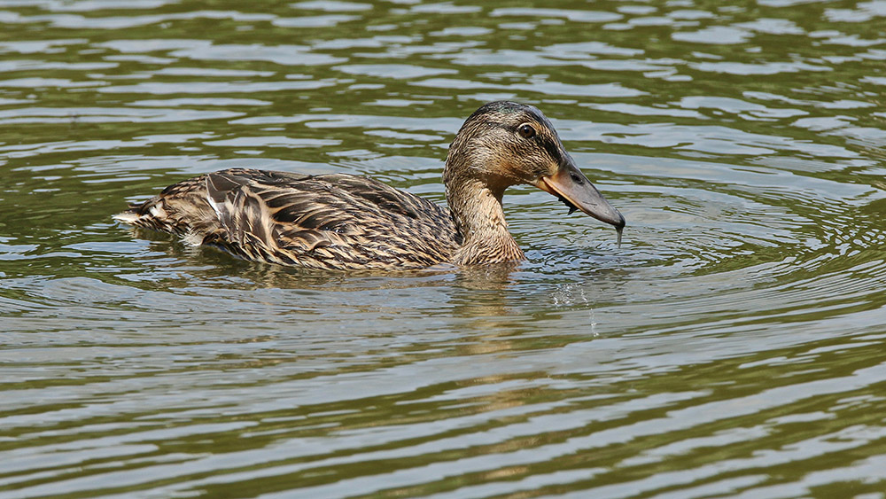 IMG_9561 copie.jpg