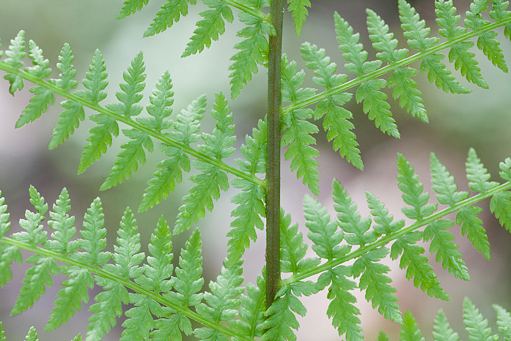 Athyrium filix-femina 2 comp.jpg