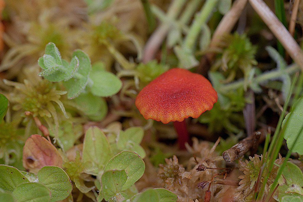 Hygrocybe sp 1 IN.jpg
