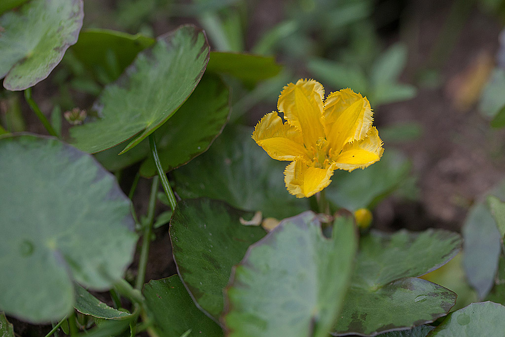Limnanthemum nymphaeoides = Nymphoides peltata  IN.jpg