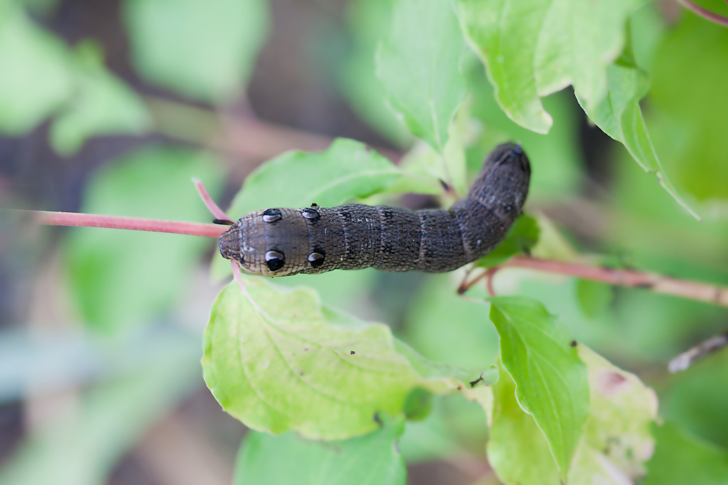 Grand sphinx de la vigne - Dellaphila elpenor chenille IN.jpg