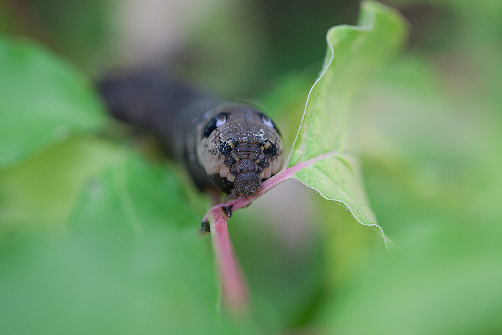 Grand sphinx de la vigne - Dellaphila elpenor chenille  IN.jpg
