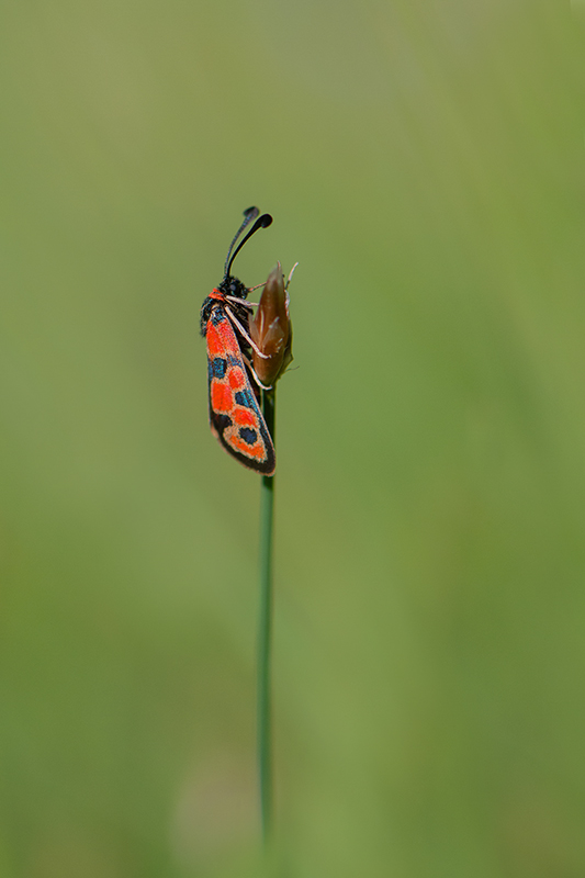 130-Zygène de la petite coronille.jpg