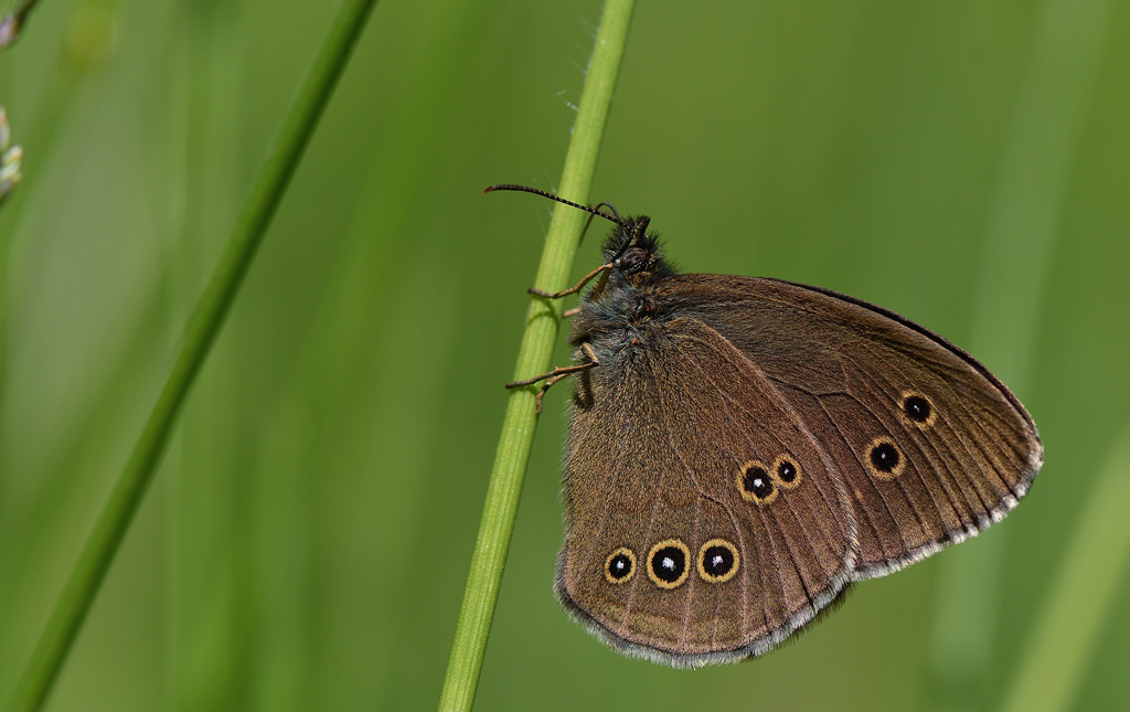 DSC_3538.jpg
