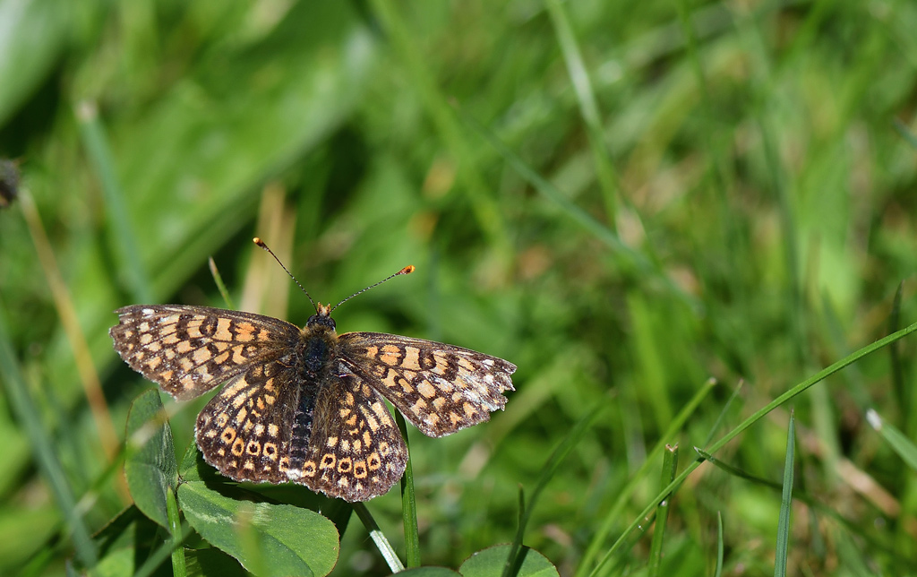DSC_3550.jpg