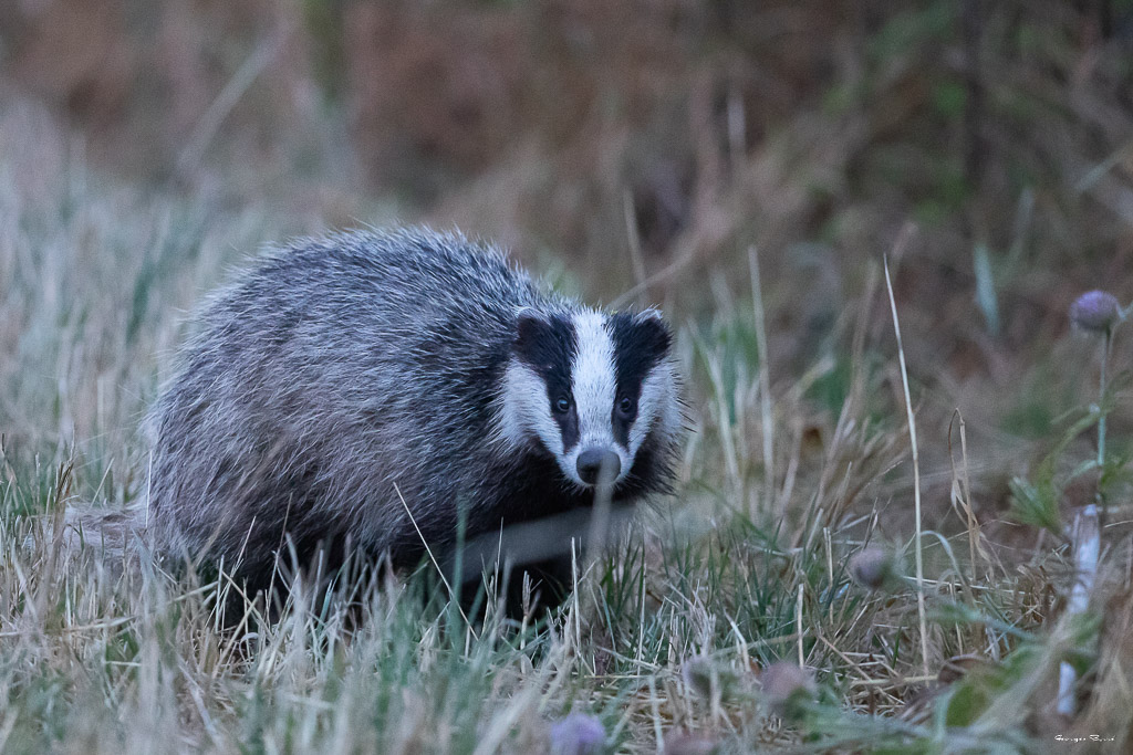 Blaireau Européen (Meles meles) Badger-5.jpg