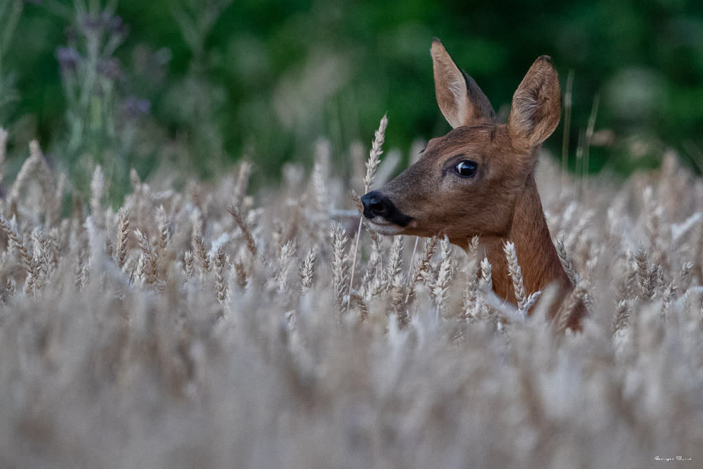 Chevreuil d'Europe (Capreolus capreolus) Roe deer-540.jpg