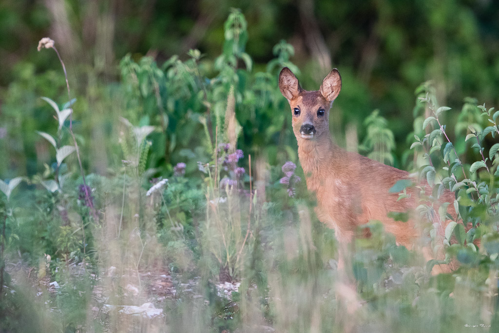 Chevreuil d'Europe (Capreolus capreolus) Roe deer-542 - Copie.jpg