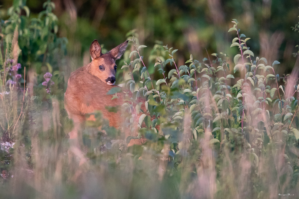 Chevreuil d'Europe (Capreolus capreolus) Roe deer-546.jpg