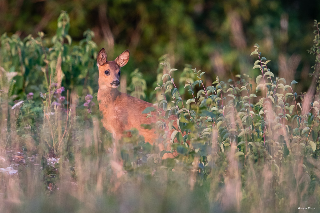 Chevreuil d'Europe (Capreolus capreolus) Roe deer-550.jpg
