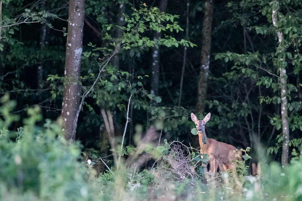 Chevreuil d'Europe (Capreolus capreolus) Roe deer-588.jpg