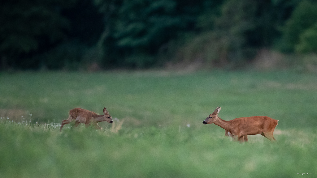 Chevreuil d'Europe (Capreolus capreolus) Roe deer-605.jpg