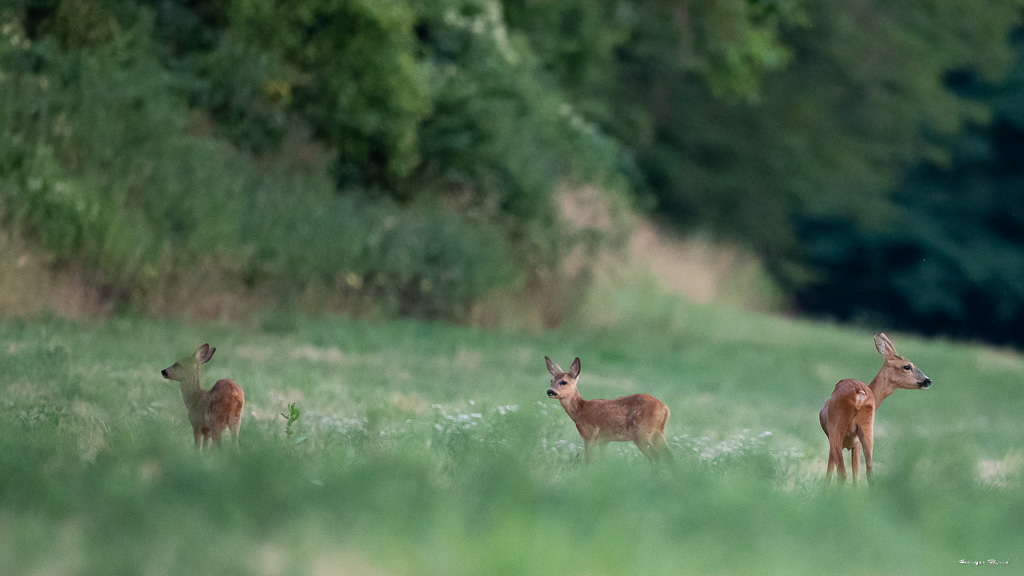 Chevreuil d'Europe (Capreolus capreolus) Roe deer-618.jpg