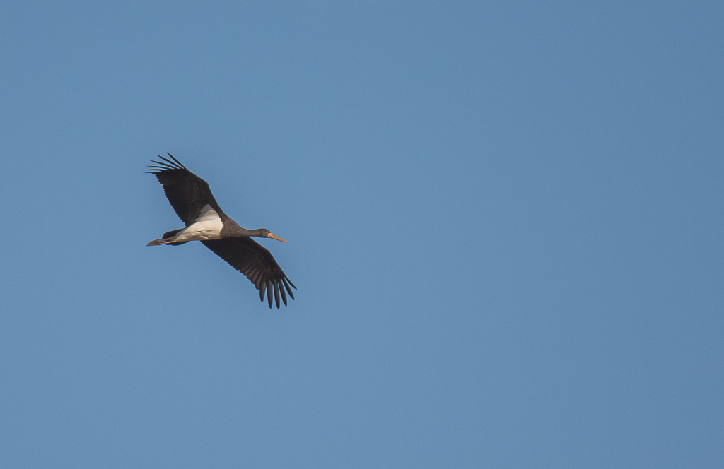Cigogne noire-2.jpg