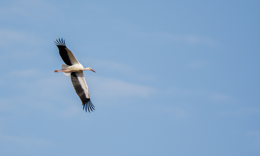 Cigogne-3.jpg