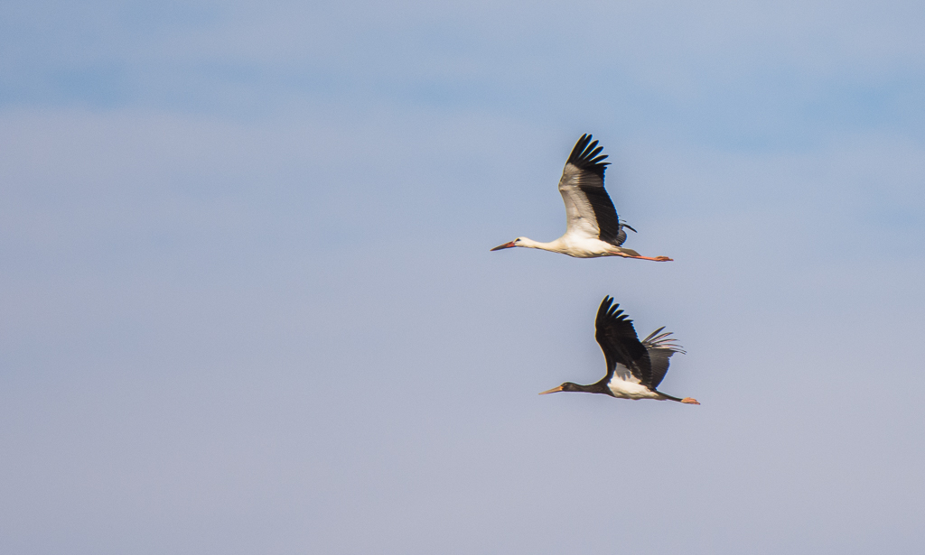 Duo de Cigognes_-4.jpg