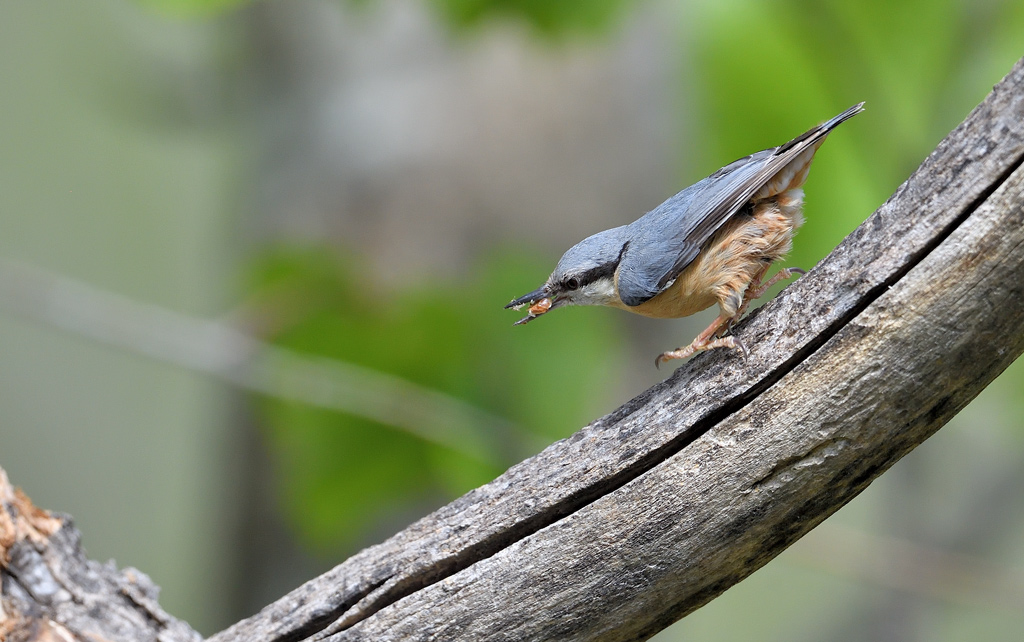 DS5_0633.jpg
