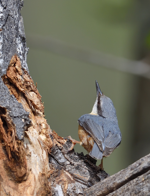 DS5_0654.jpg