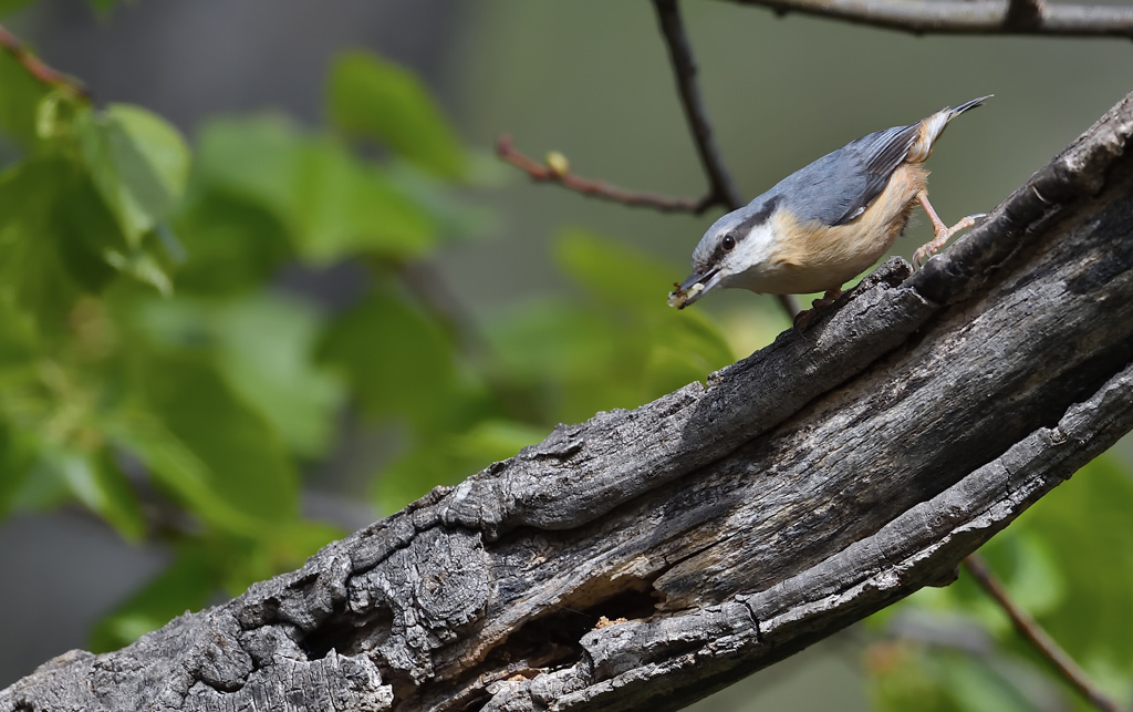 DS5_0658.jpg