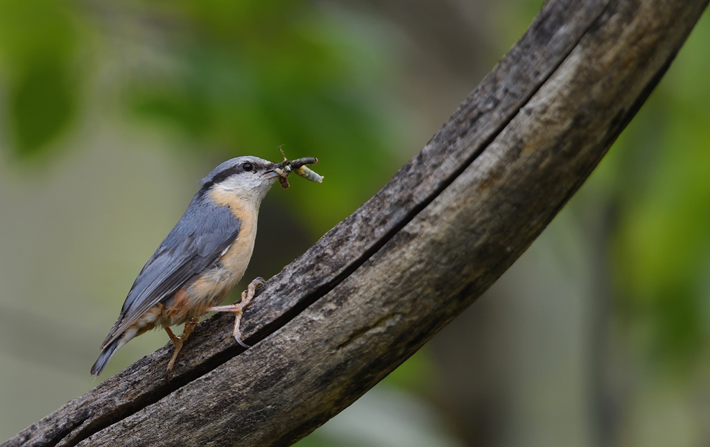 DS5_1651.jpg