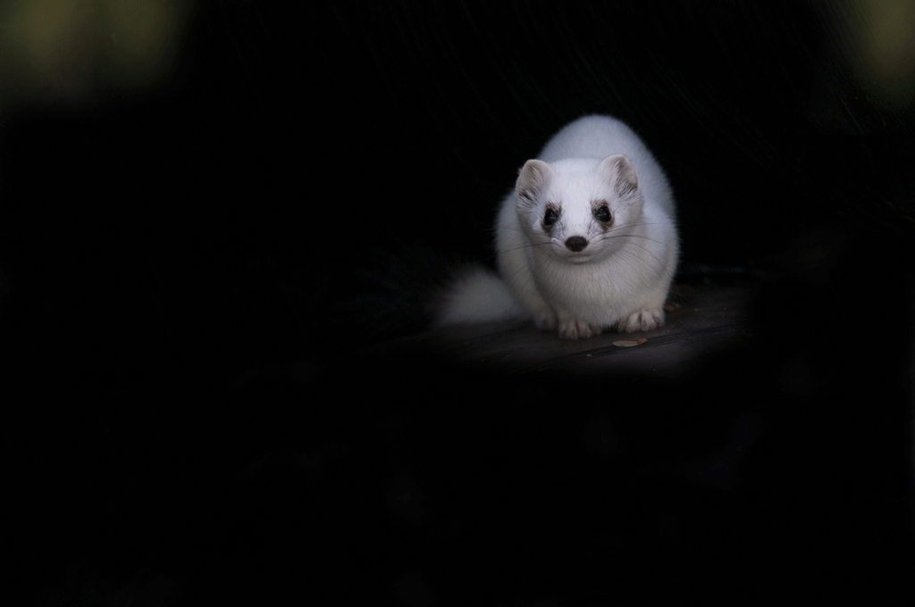 DSC_8654-copie.gif