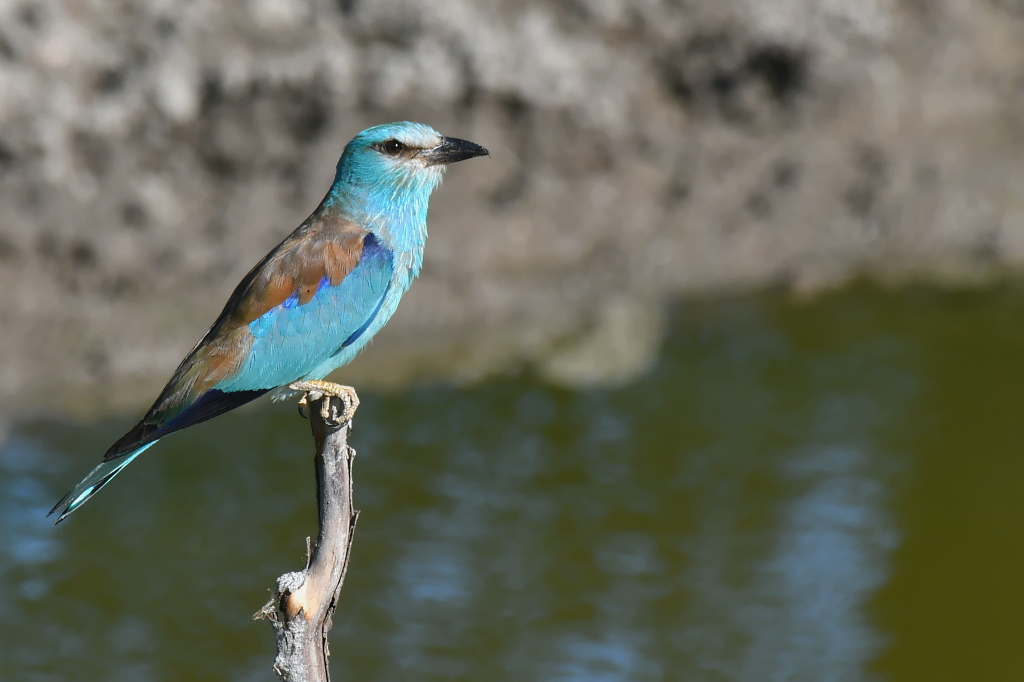 DSC_1053IN.jpg