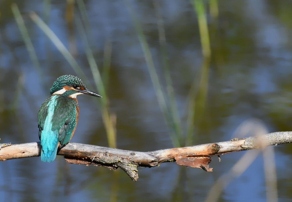 DSC_9519IN.jpg