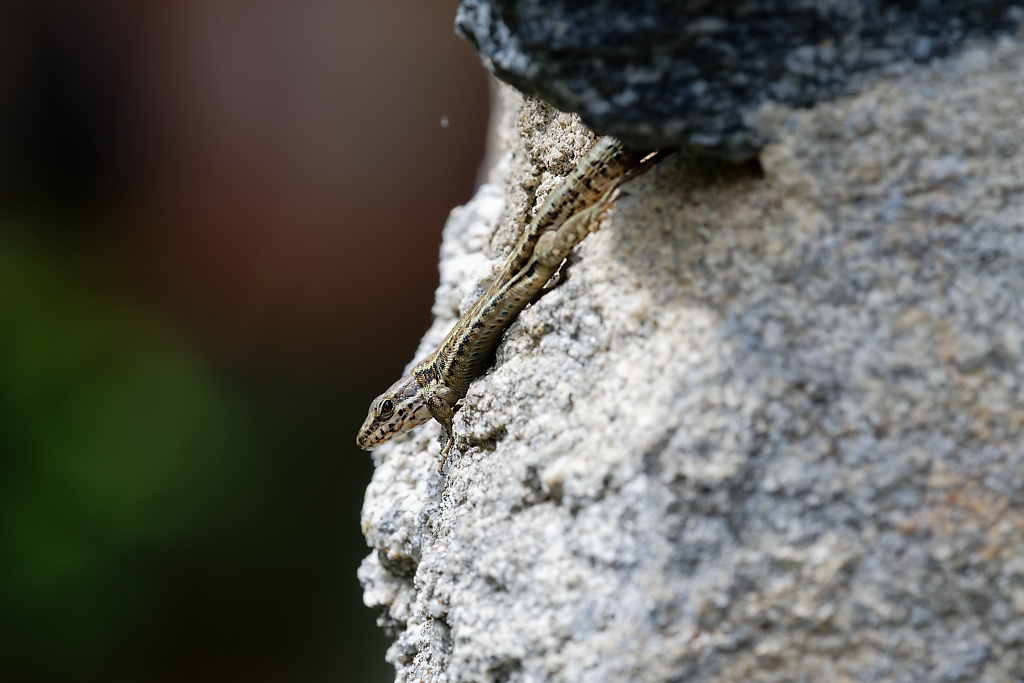 DSC_2849_DxO.jpg