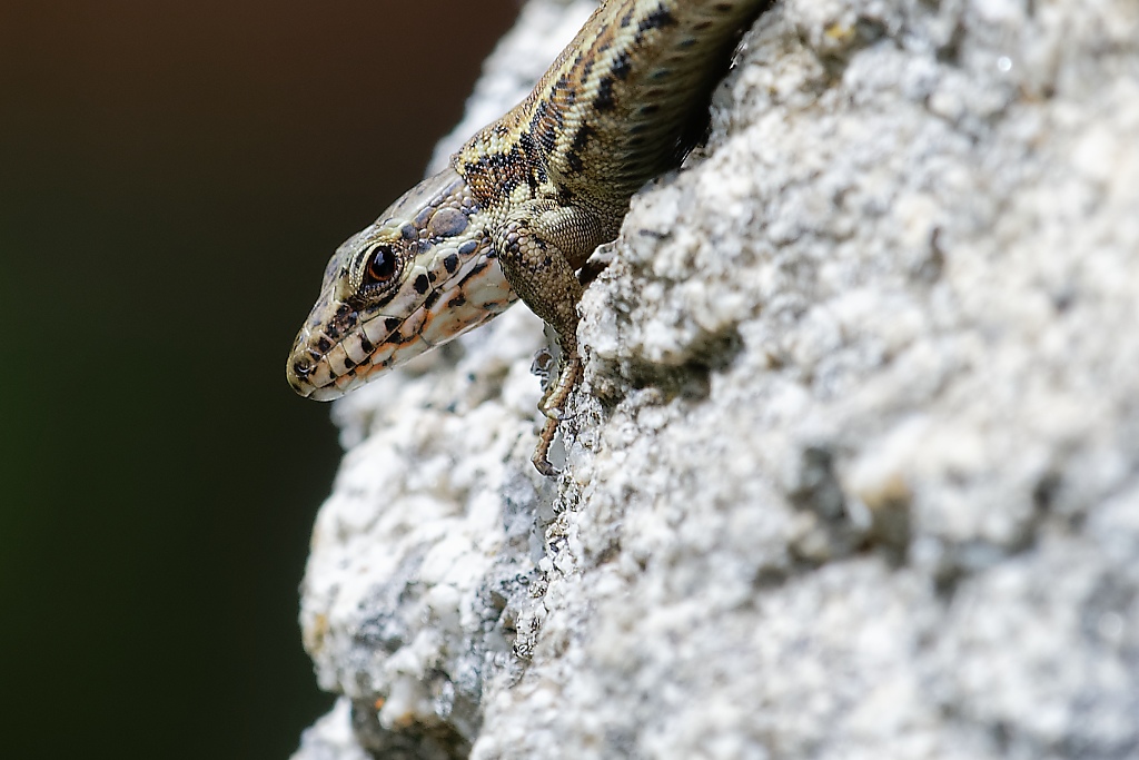 DSC_2850_DxO.jpg