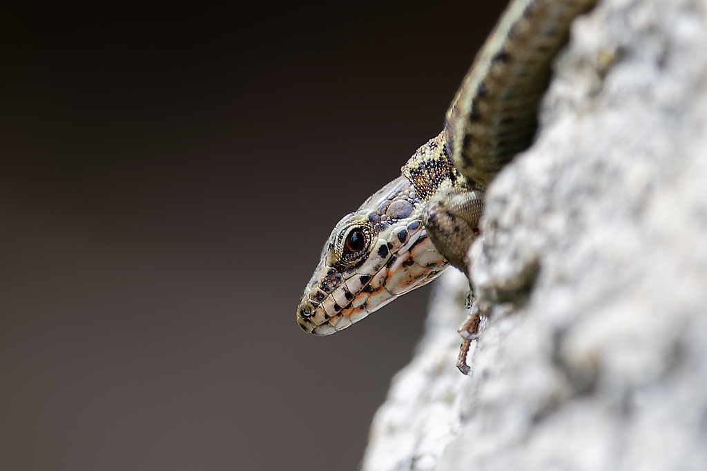 DSC_2853_DxO.jpg