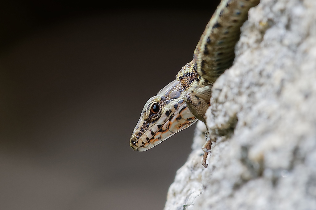 DSC_2852_DxO.jpg
