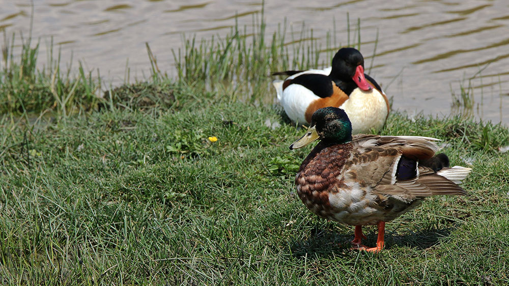IMG_9598 copie.jpg