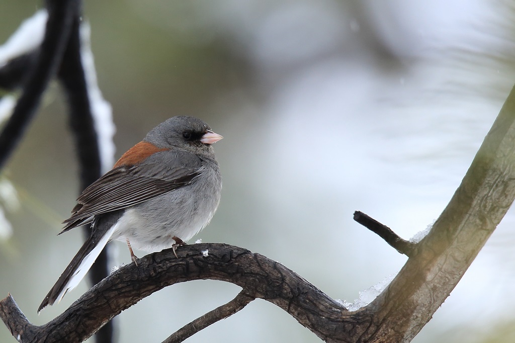 145 Junco ardoisé.jpg