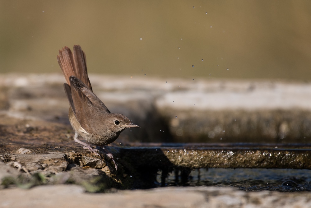 D85_2202-1in.jpg