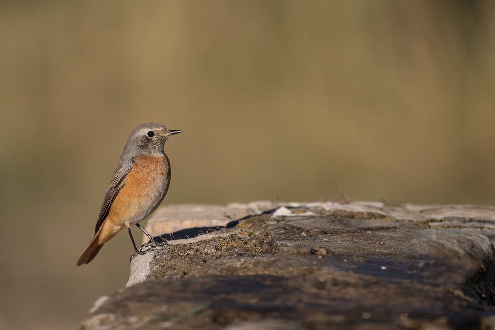 D85_2501-1in.jpg