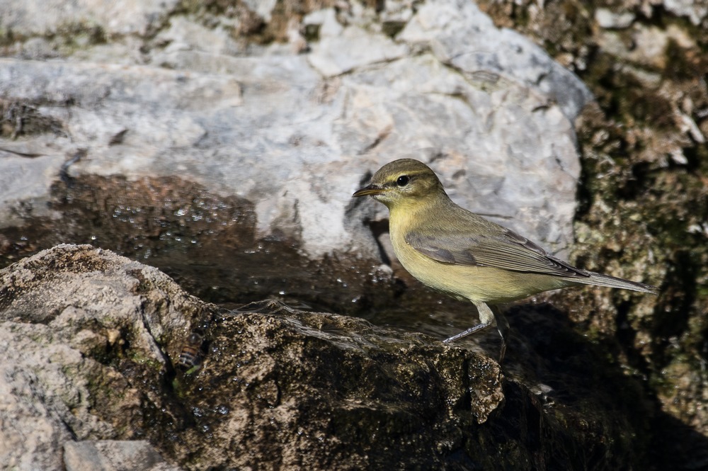 D85_2631-1in.jpg