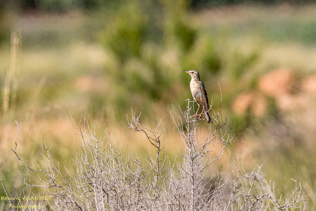 Pipit rouseline.jpg
