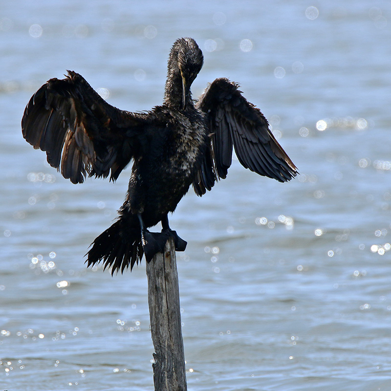 IMG_9633 copie.jpg
