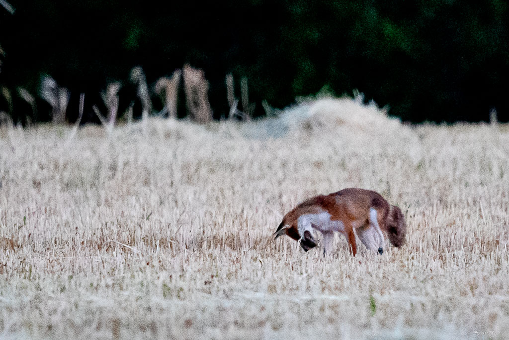 Renard Roux (Vulpes vulpes) Red fox-237.jpg