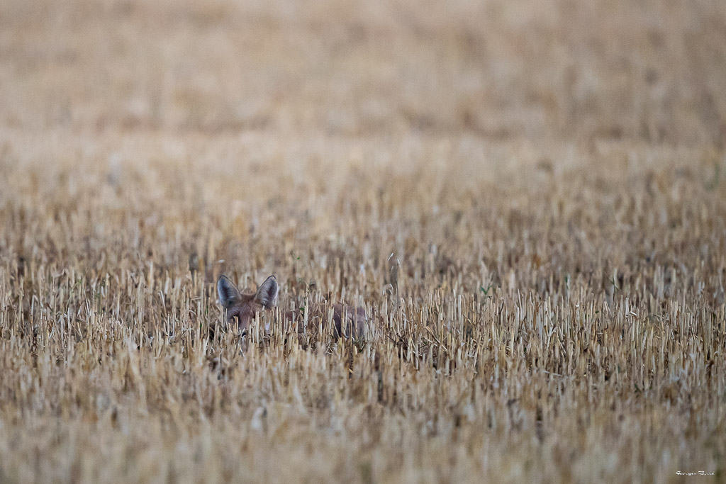 Renard Roux (Vulpes vulpes) Red fox-428.jpg